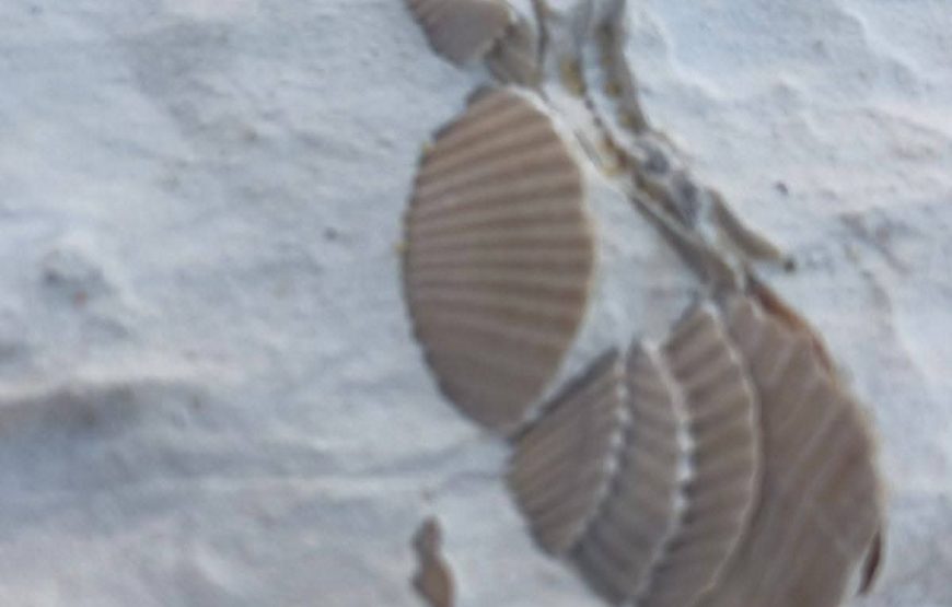 White Desert Adventure Trip – Egypt